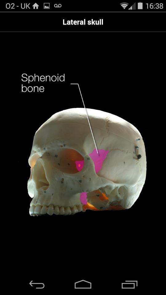 Skull Osteology