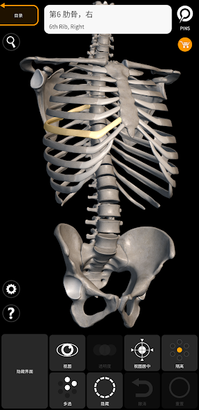 Skeleton
