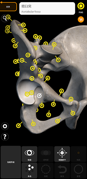 Skeleton
