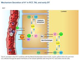Physiology Learning Pro