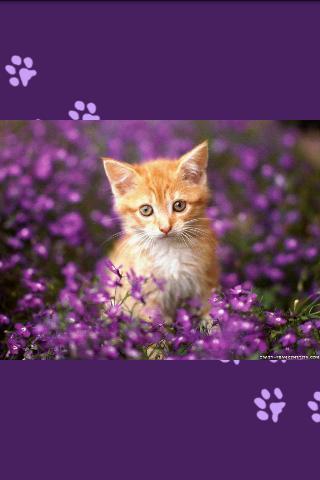 Unlimited Cats Wallpapers
