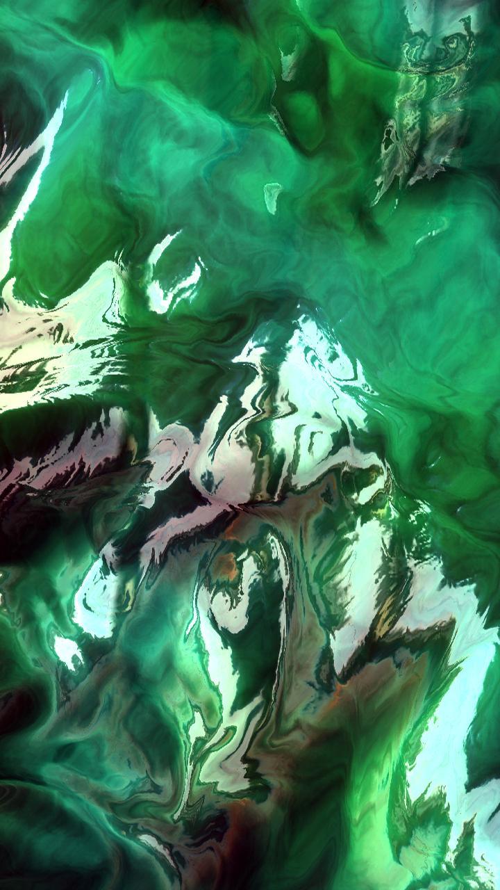 A Reflective Organism