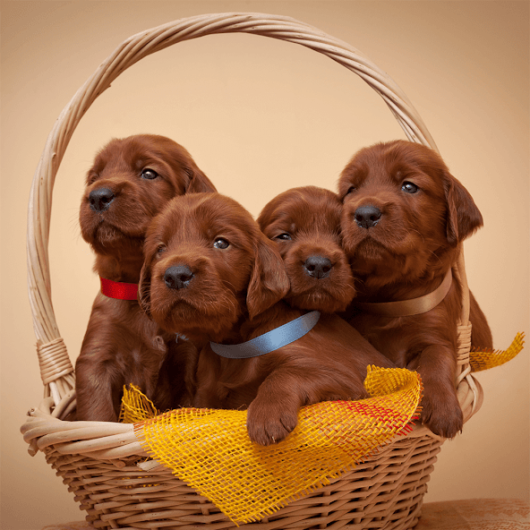 Cute Puppy Jigsaw Puzzles