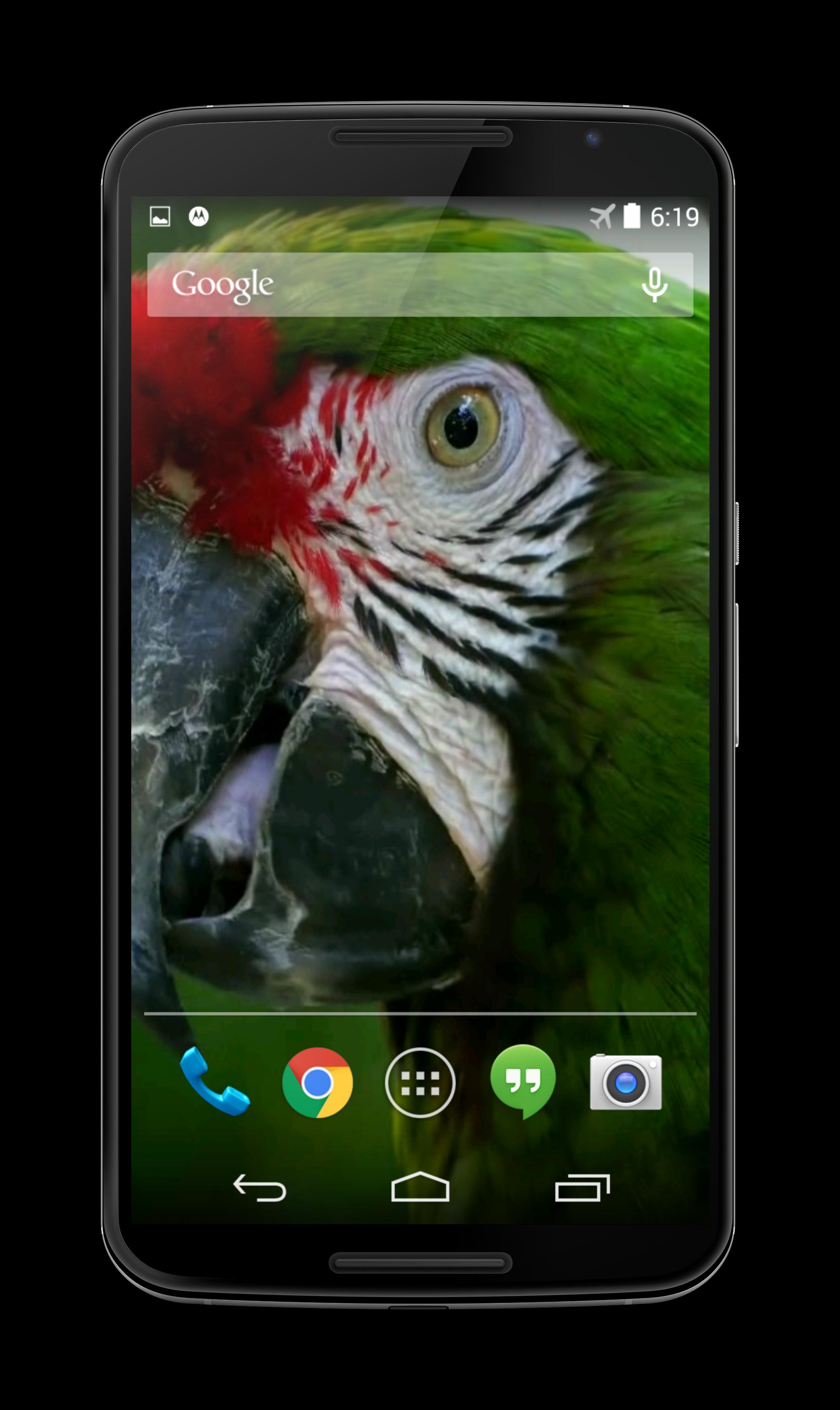 Parrot 3D Video Live Wallpaper