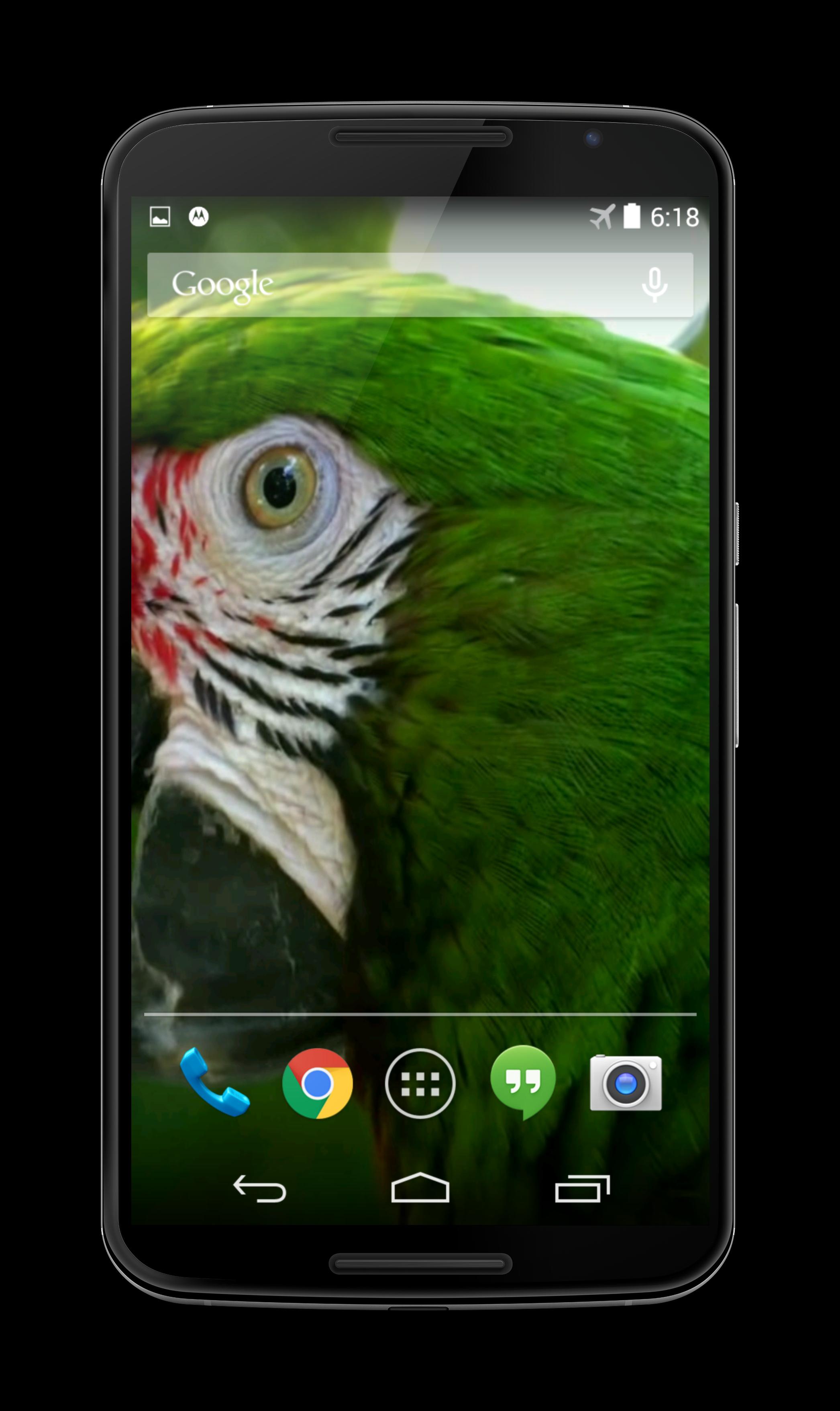 Parrot 3D Video Live Wallpaper