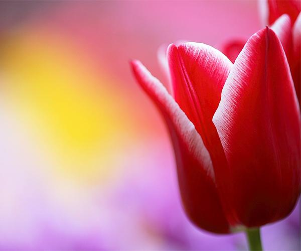 Tulip Live Wallpaper