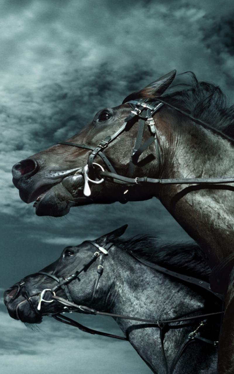 Horse HD Live Wallpaper