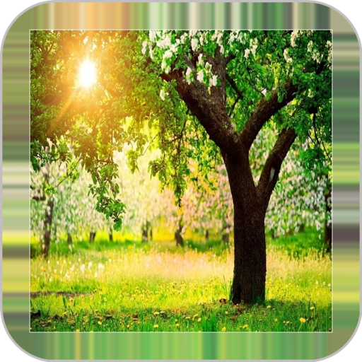 Tree Backgrounds