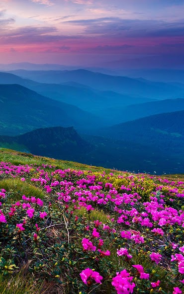 Mountain Flower Live Wallpaper