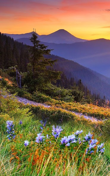 Mountain Flower Live Wallpaper