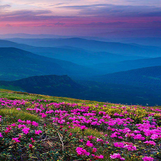 Mountain Flower Live Wallpaper