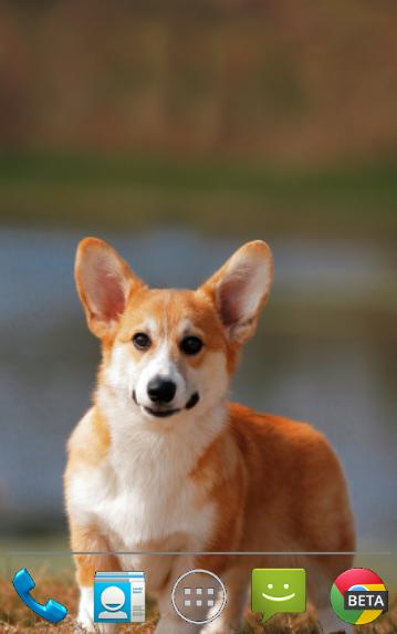 Corgi Pups Live Wallpaper