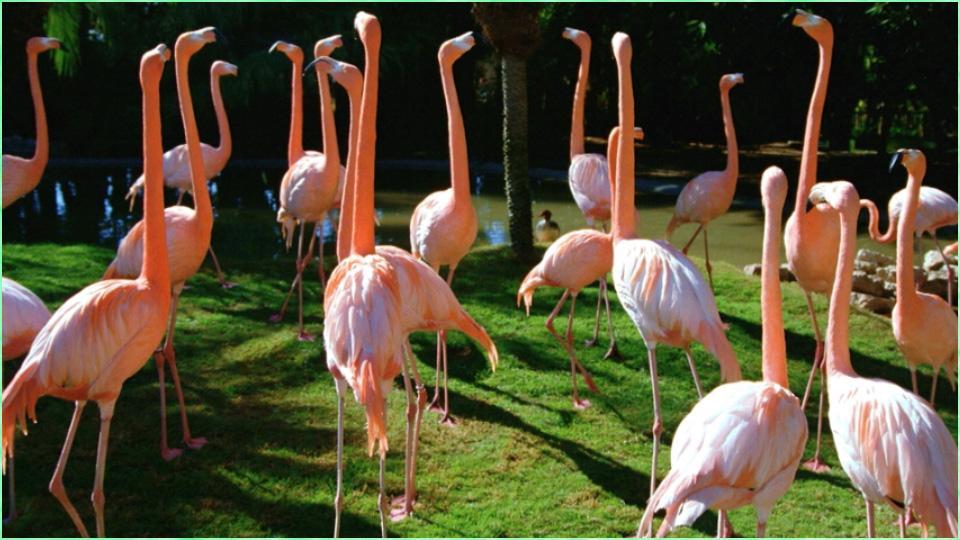 Beautiful Bird Wallpapers