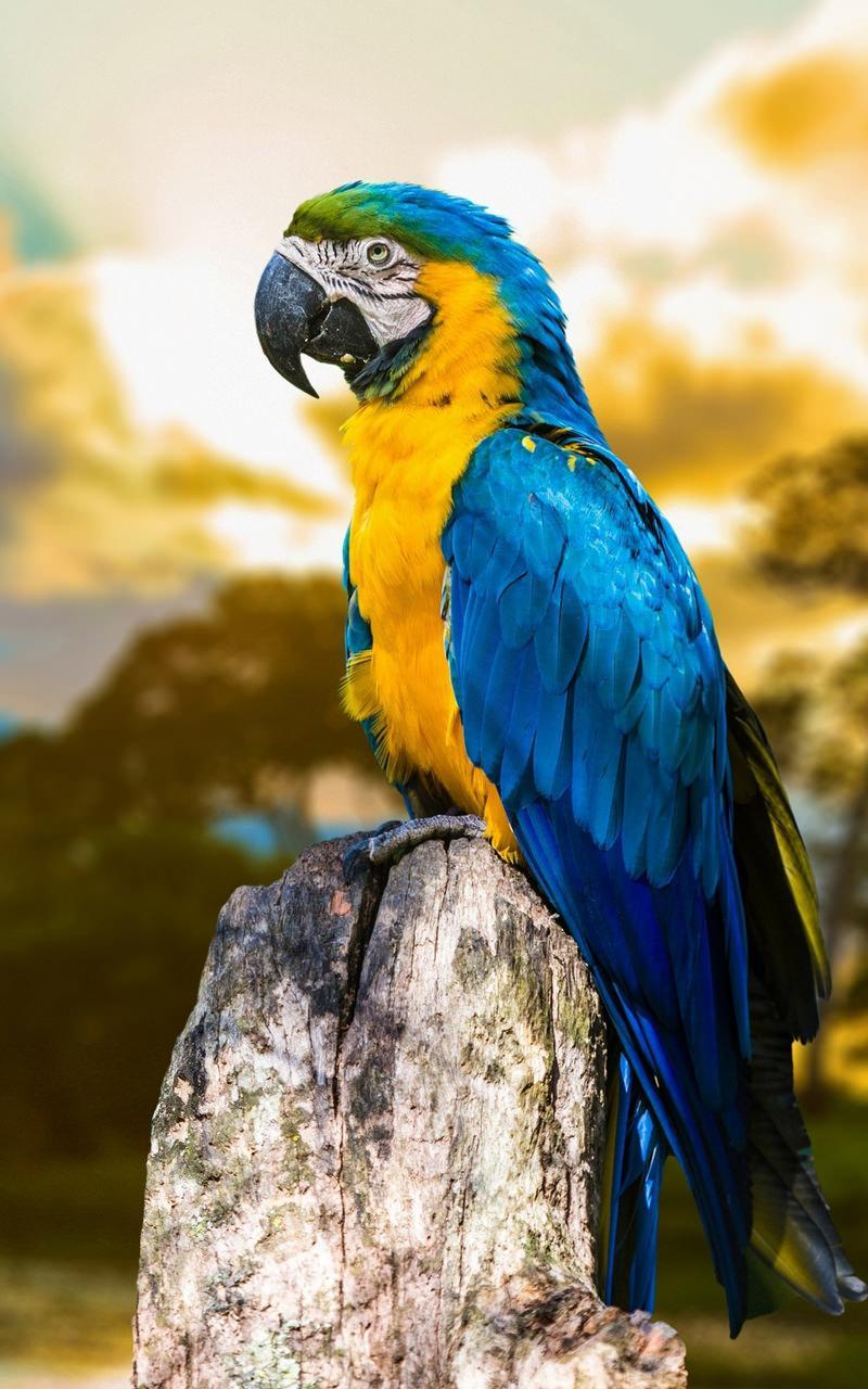 Best HD Backgrounds Wallpaper