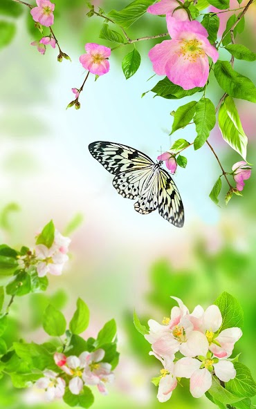 Gentle Flowers Live Wallpaper