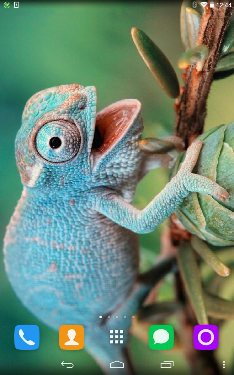 Chameleon Live Wallpaper