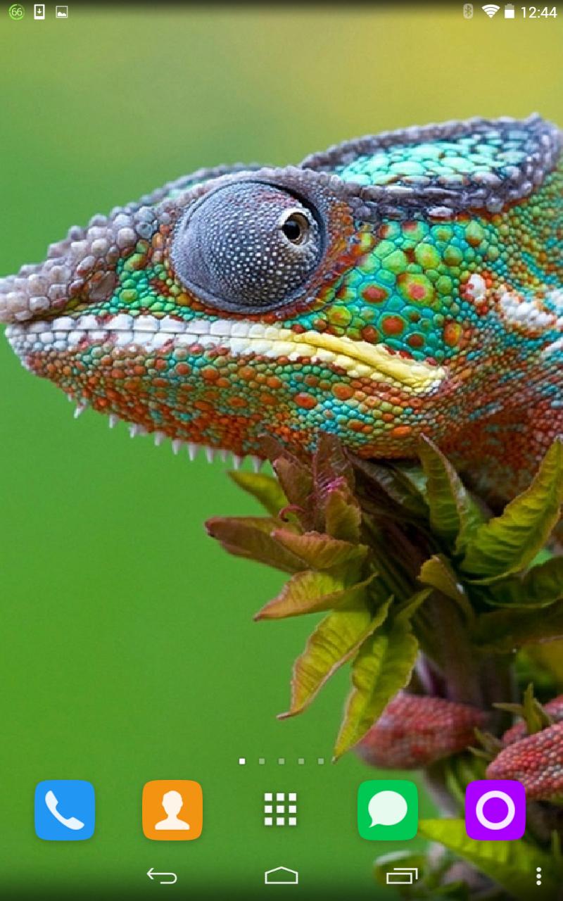 Chameleon Live Wallpaper