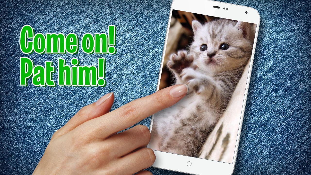 Pat a Kitten