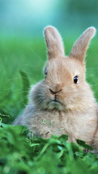 Rabbit Live Wallpaper
