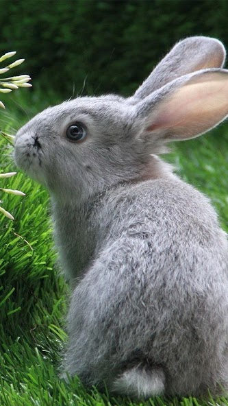 Rabbit Live Wallpaper