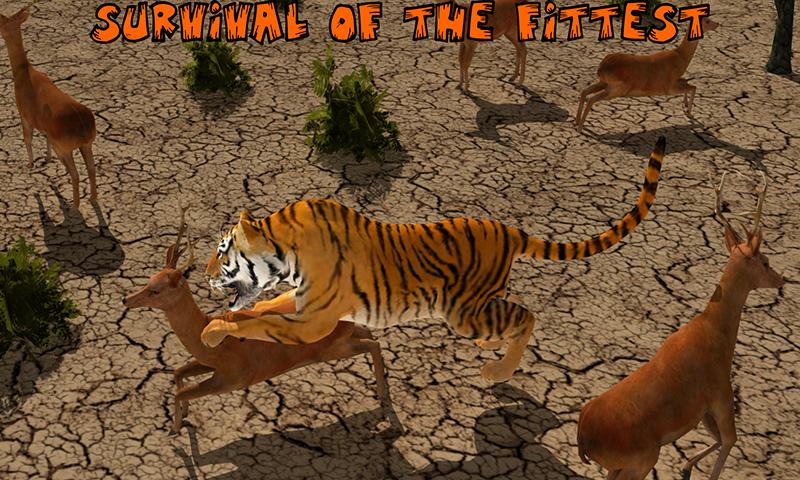 Lion Vs Tiger Wild Adventure
