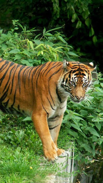 Zoo Live Wallpaper