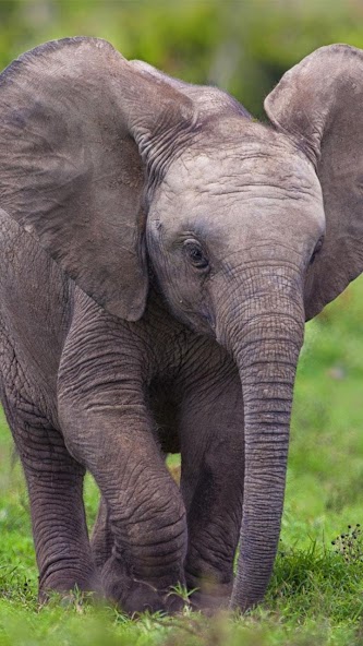 Zoo Live Wallpaper