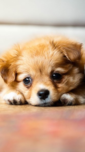 Puppies Live Wallpaper