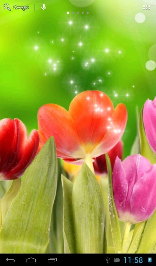 Sunny tulips