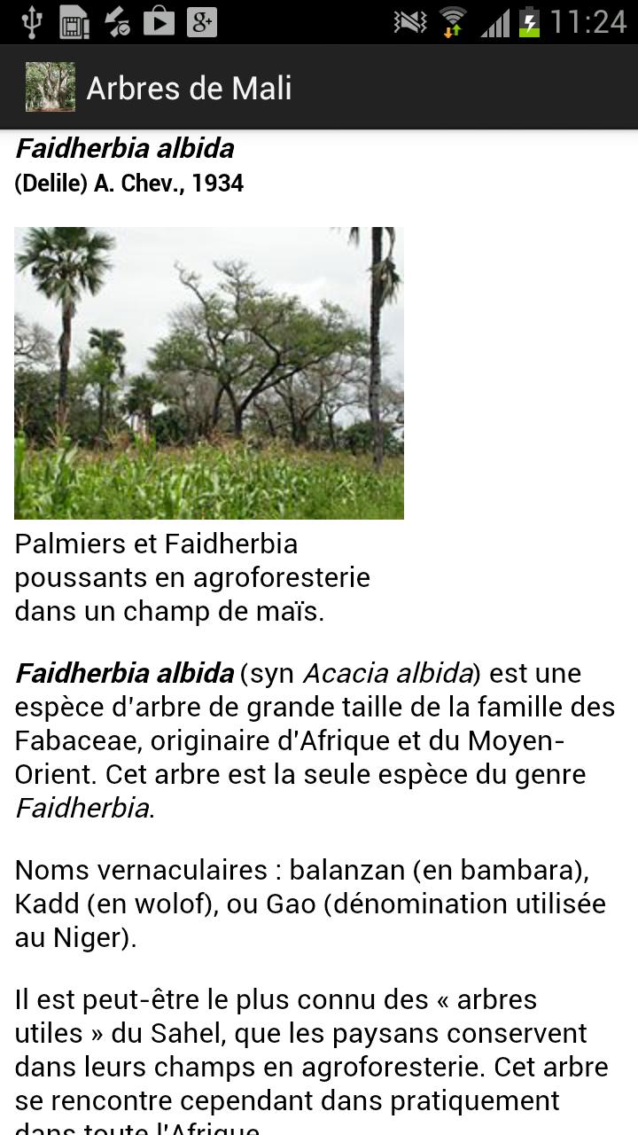 Arbres de Mali