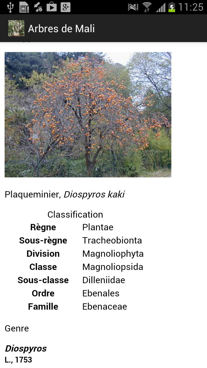 Arbres de Mali