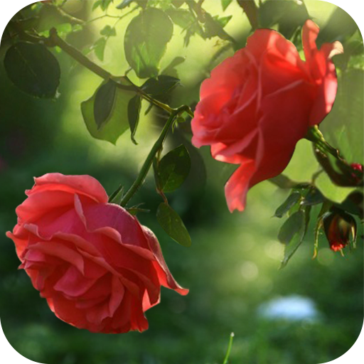 Red Rose