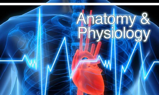 Human Anatomy,Physiology Wiki